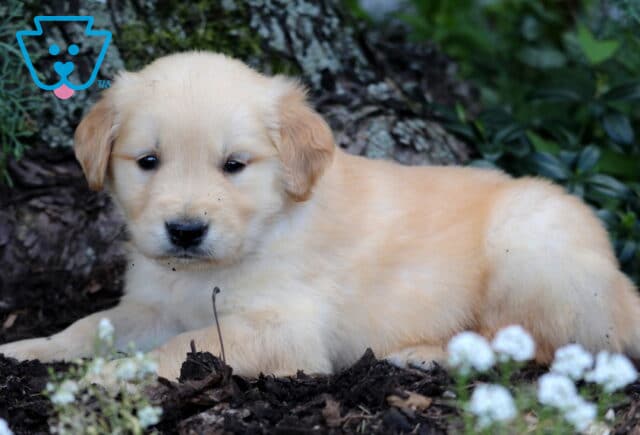 Golden Retriever puppy with a creamy coat laying peacefully on mulch among small white flowers and greenery at the base of a tree. image
