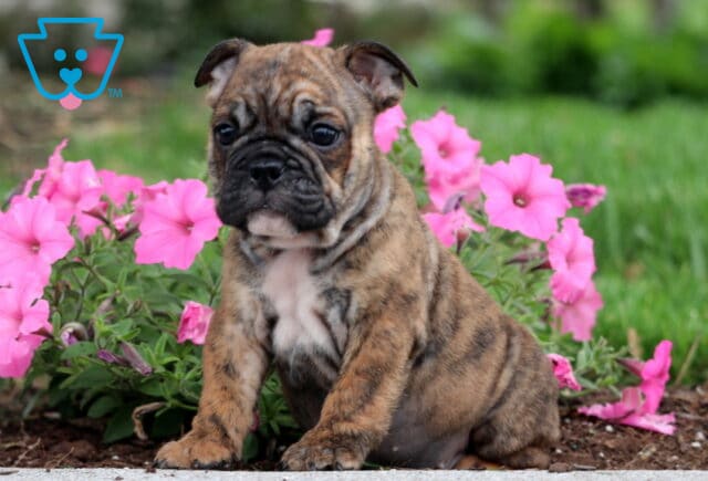 Brindle English Bulldog puppy with a wrinkled face sitting beside vibrant pink flowers on a garden edge with green grass in the background. image