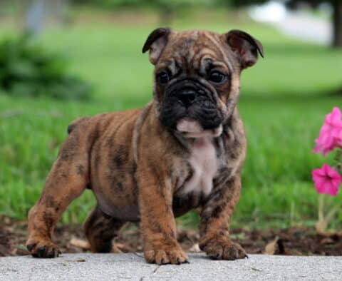 Confident brindle English Bulldog puppy standing on a sidewalk next to blooming pink flowers, with a green lawn and trees in the background.