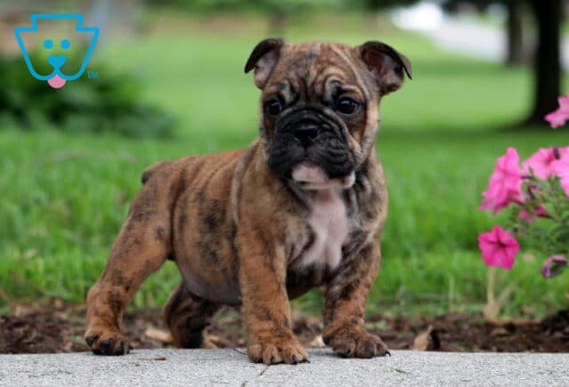 Confident brindle English Bulldog puppy standing on a sidewalk next to blooming pink flowers, with a green lawn and trees in the background. image