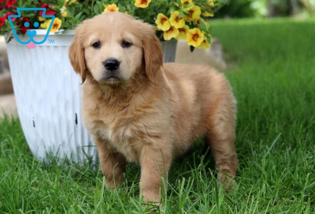 Fluffy cream and apricot Goldendoodle puppy standing alert in green grass beside a white planter full of vibrant yellow flowers. image