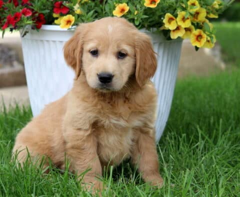 Soft reddish Goldendoodle puppy sitting in the grass next to a white planter filled with blooming yellow and red flowers on a sunny lawn.