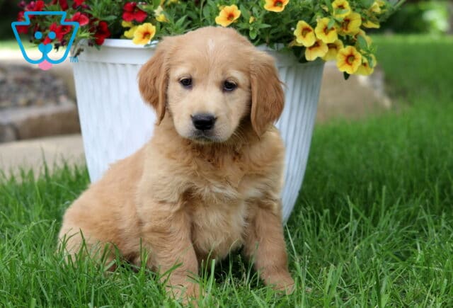 Soft reddish Goldendoodle puppy sitting in the grass next to a white planter filled with blooming yellow and red flowers on a sunny lawn. image