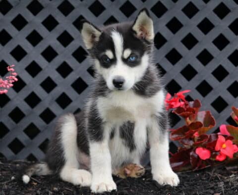 Buck Husky
