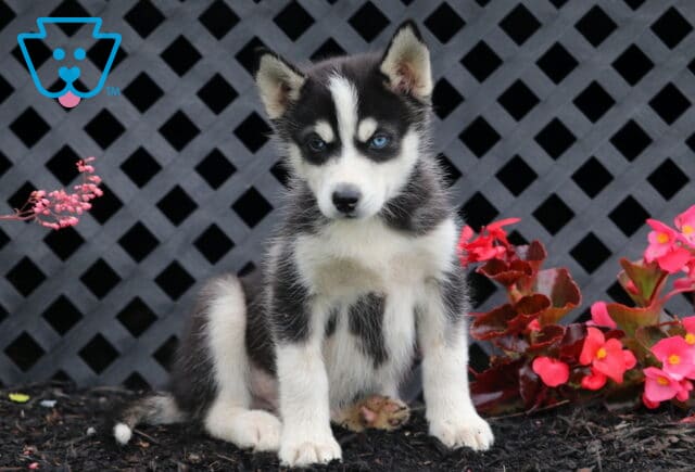 Buck Husky image