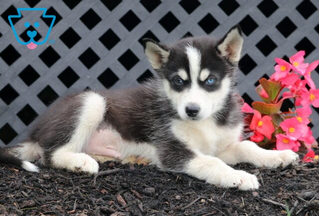 Buck Husky2 image