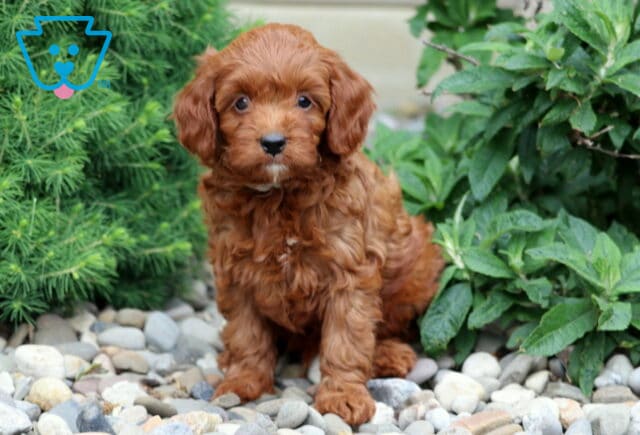 Deep red Cavapoo puppy with a soft, curly coat and a small white patch on the chest, sitting on gray stones surrounded by lush green plants and shrubs. image