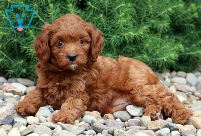 Adorable red Cavapoo puppy with a curly coat and tiny white chin marking, lying on gray stones with a backdrop of fluffy evergreen shrubs. image
