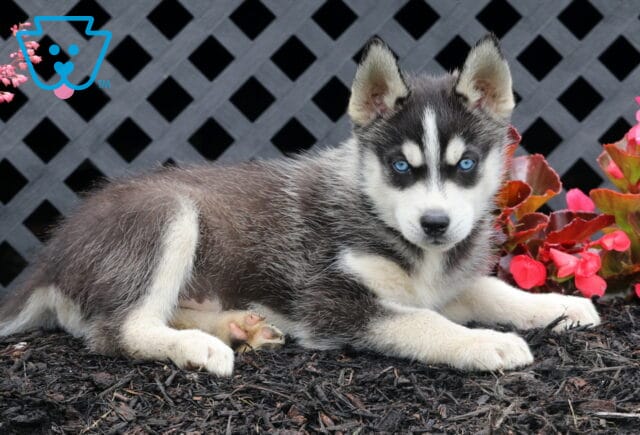 Buddy Husky image