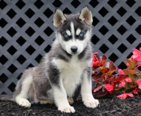 Buddy Husky2