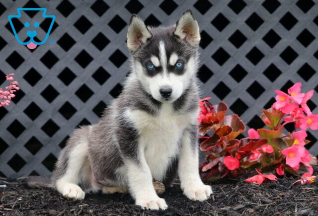 Buddy Husky2 image
