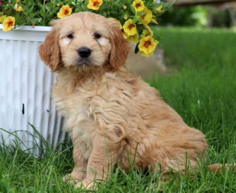 Light tan Goldendoodle puppy with wavy fur sitting in the grass beside a white planter filled with vibrant yellow and red flowers.