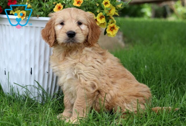 Light tan Goldendoodle puppy with wavy fur sitting in the grass beside a white planter filled with vibrant yellow and red flowers. image