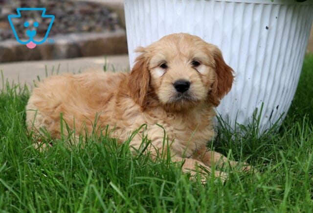 Cream-colored Goldendoodle puppy with a soft, wavy coat lying on the grass in front of a large white flower pot. image