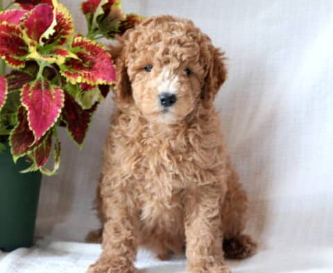Buster Mini Goldendoodle