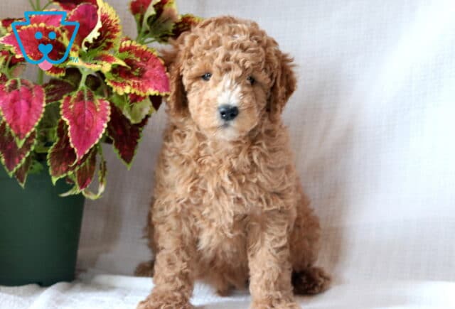 Curly-coated Mini Goldendoodle puppy with a white snout sits beside a vibrant red and green potted plant on a white background. image