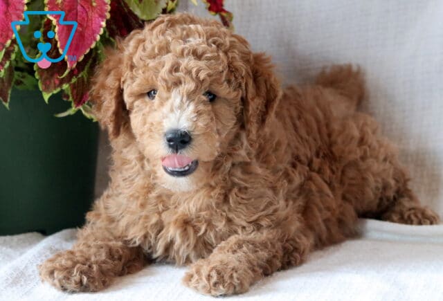 Adorable Mini Goldendoodle puppy with a curly apricot coat lies on a white surface, looking up with its tongue slightly out and a cheerful expression. image