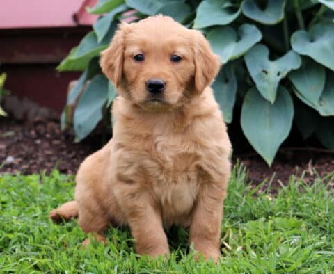 Calvin Golden Retriever