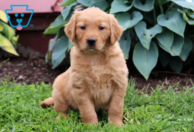 Calvin Golden Retriever image
