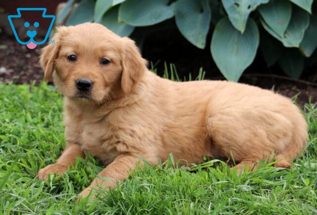 Calvin Golden Retriever2 image