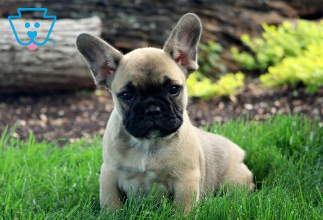 Fawn French Bulldog puppy lying in green grass with ears perked and a shaded garden background. image