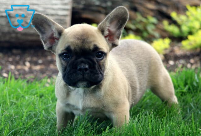 Alert fawn French Bulldog puppy standing in bright green grass with ears up and a focused expression. image