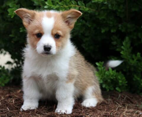 Caramel Corgi