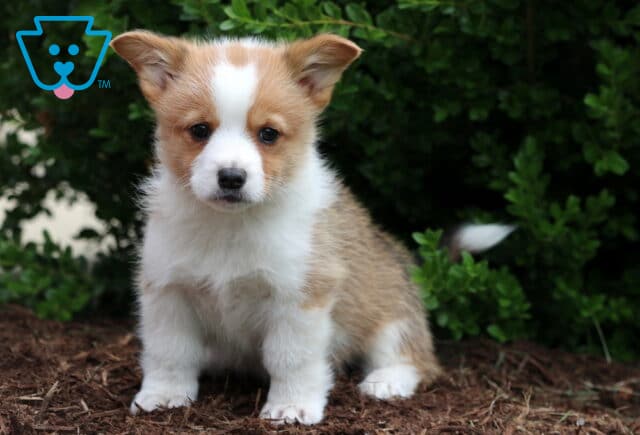 Sweet-faced Corgi puppy with tan and white fur sitting on mulch, tail mid-wag and ears slightly tilted, framed by rich green bushes in the background. image