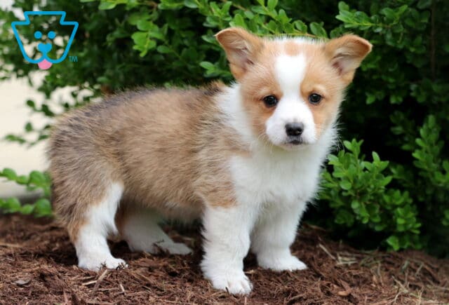 Fluffy tan and white Corgi puppy standing alertly on mulch, gazing forward with a gentle expression, surrounded by vibrant green shrubbery. image