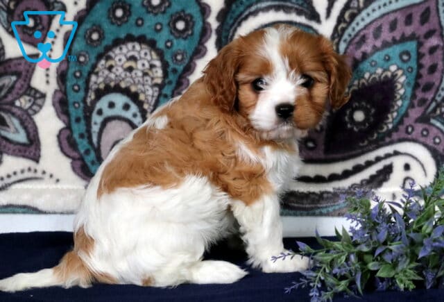 Adorable white and tan Cavapoo puppy sitting on a navy surface with a sprig of lavender, set against a bold paisley-print backdrop. image