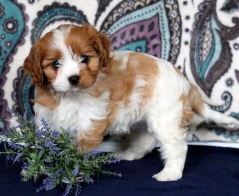Carey Cavapoo2