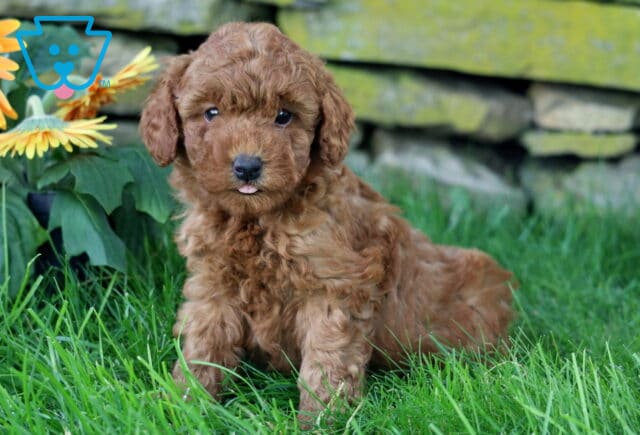 Carmel Mini Goldendoodle image