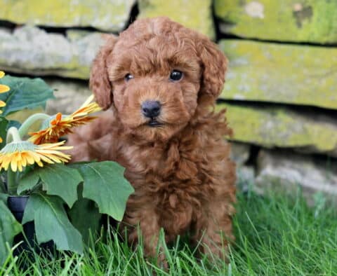 Carmel Mini Goldendoodle2