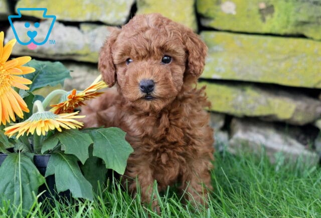 Carmel Mini Goldendoodle2 image