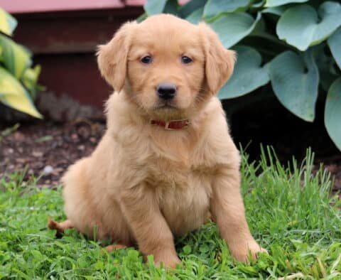 Casper Golden Retriever