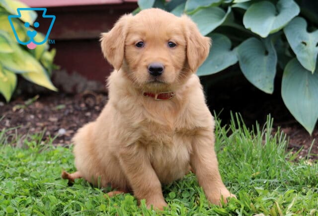 Casper Golden Retriever image