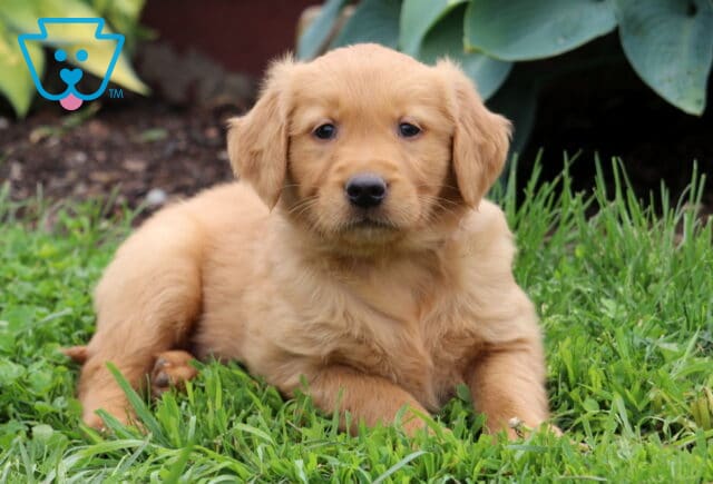 Casper Golden Retriever2 image