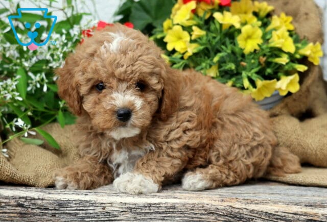 Cassie Mini Poodle image
