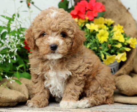 Cassie Mini Poodle2