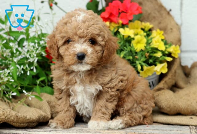 Cassie Mini Poodle2 image
