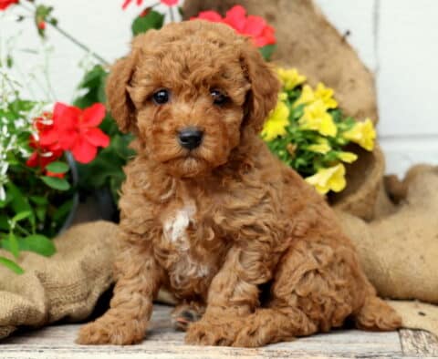 Chance Mini Poodle
