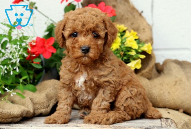 Chance Mini Poodle image