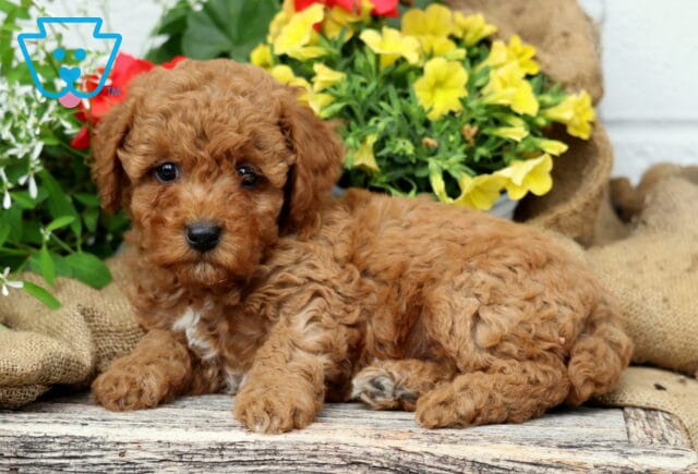 Chance Mini Poodle2 image