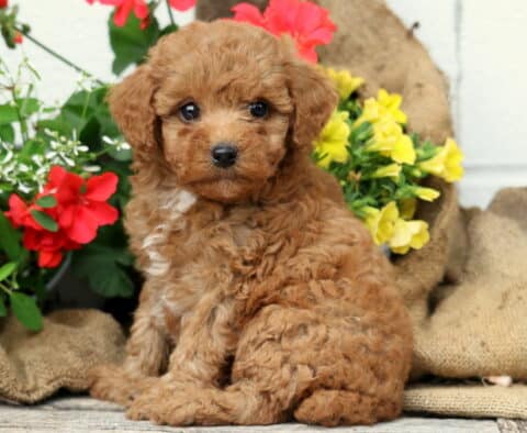 Charlie Mini Poodle