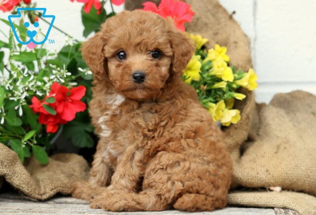Charlie Mini Poodle image