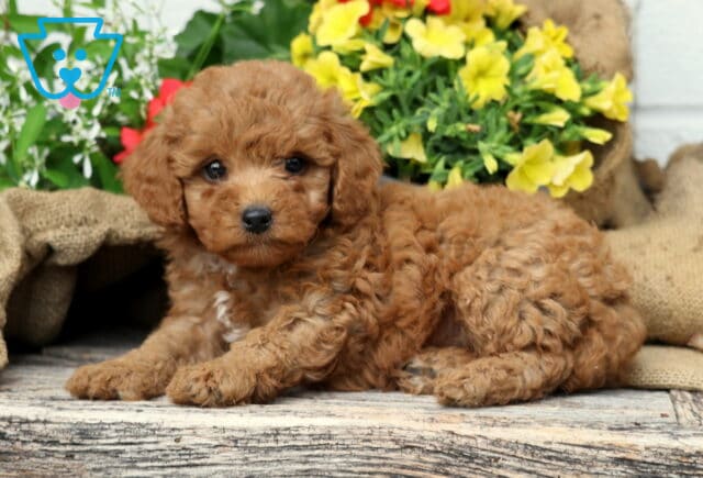 Charlie Mini Poodle2 image