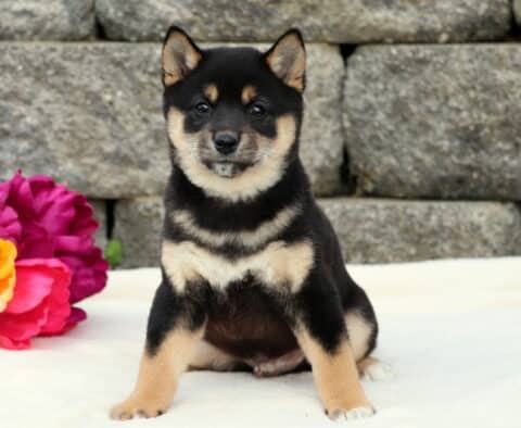 Charlie Shiba Inu