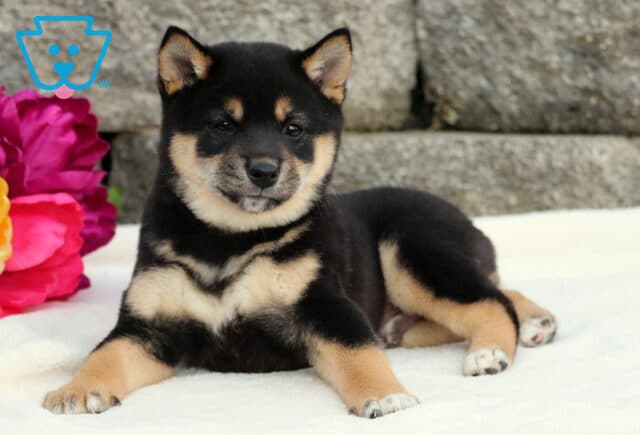 Charlie Shiba Inu2 image