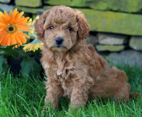 Charm Mini Goldendoodle