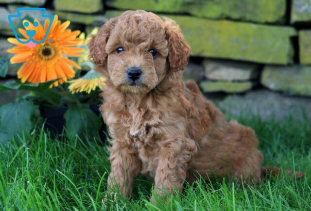 Light reddish Mini Goldendoodle puppy with soft curls sitting in the grass near bright orange daisies, backed by a mossy stone wall. image